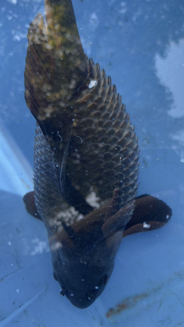超大魚肚…魚鱗炸開，“超大魚肚