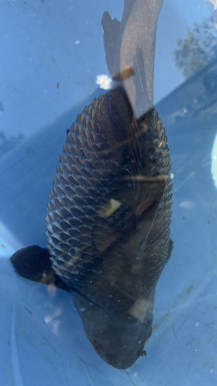 超大魚肚…魚鱗炸開，“超大魚肚