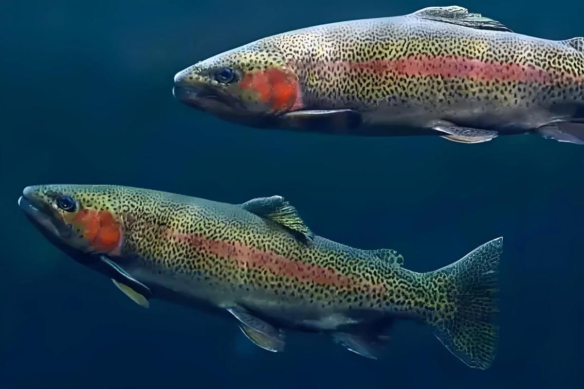 如何判斷水質是否適合冷水魚，arxiv論文助手arxiv論文助手檢測頻率建議