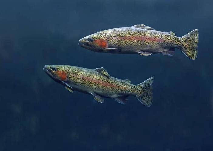 如何判斷水質是否適合冷水魚，arxiv論文助手arxiv論文助手檢測頻率建議
