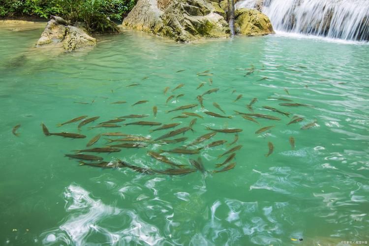 如何判斷水質是否適合冷水魚，arxiv論文助手arxiv論文助手檢測頻率建議