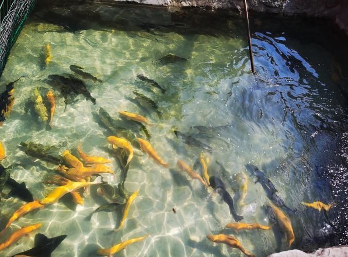 如何判斷水質是否適合冷水魚，arxiv論文助手arxiv論文助手檢測頻率建議