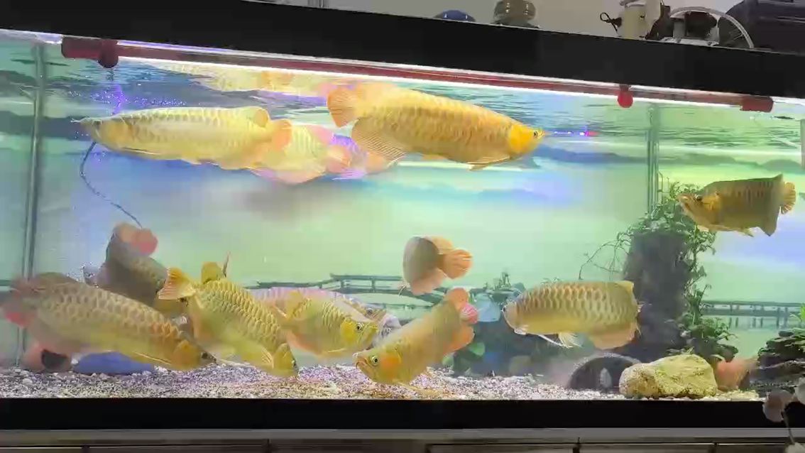 開飯啦，開飯啦，北京老寧
