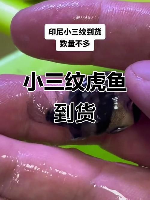 如何判斷印尼小紅龍是否健康，印尼小紅龍是否健康