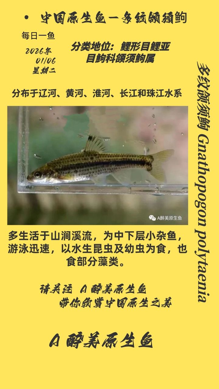 多紋頜須鮈，多紋頜須鮈在中國南方地區(qū)有著較高的經(jīng)濟,有著較高的經(jīng)濟