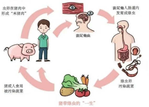 如何預(yù)防龍魚(yú)腸道寄生蟲(chóng)感染？，如何防止龍魚(yú)腸道寄生蟲(chóng)感染 如何預(yù)防龍魚(yú)腸道寄生蟲(chóng)感染？，如何防止龍魚(yú)腸道寄生蟲(chóng)感染 龍魚(yú)百科 第4張