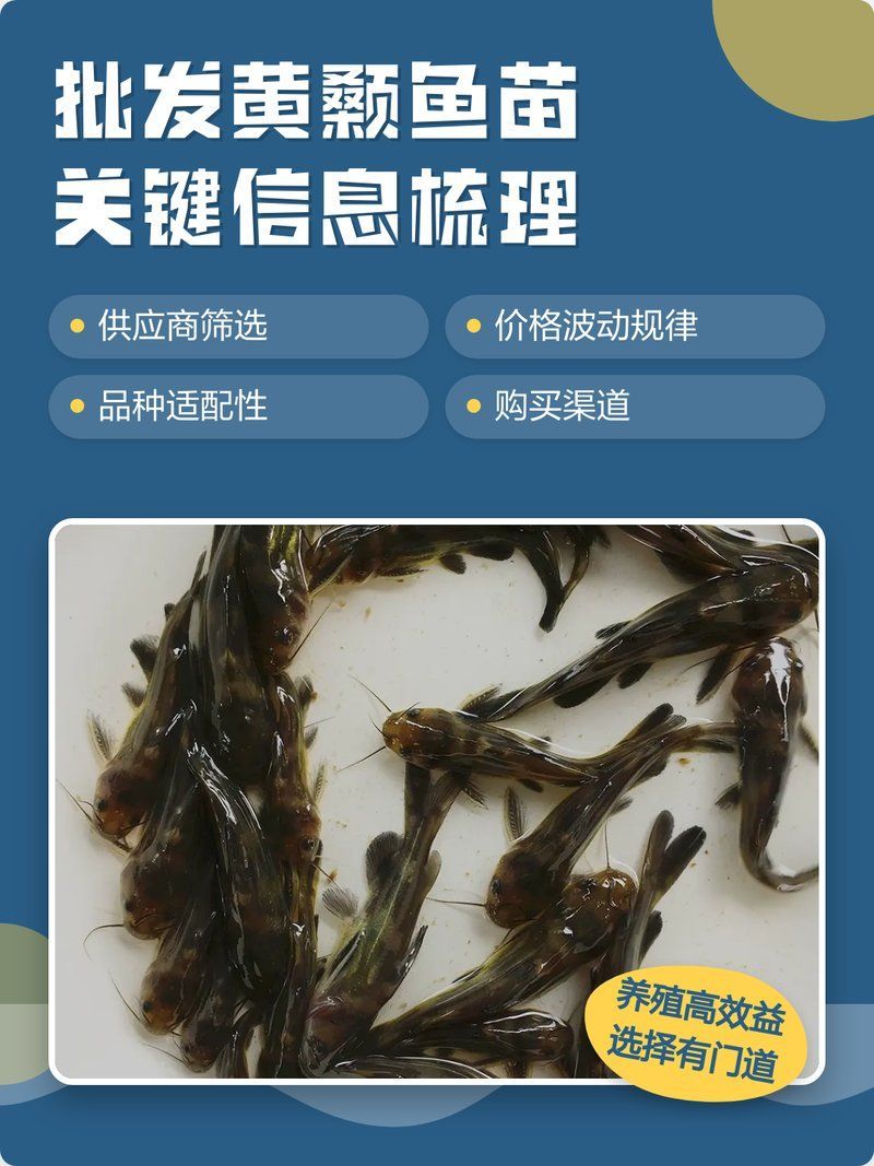 如何選擇優質的黃顙魚幼苗，優質的黃顙魚幼苗是養殖成功的關鍵之一，以下步驟和建議 如何選擇優質的黃顙魚幼苗，優質的黃顙魚幼苗是養殖成功的關鍵之一，以下步驟和建議 龍魚百科 第2張