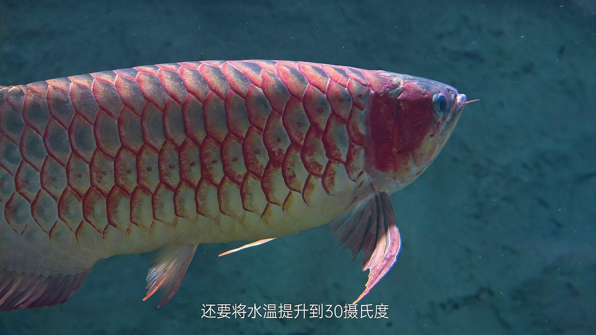 龍魚潰爛最快恢復方法，養魚小常識，龍魚“爛鰭爛尾”的原因