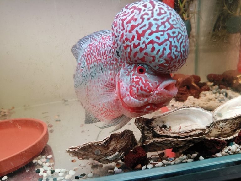 泰金羅漢魚，泰金羅漢魚為什么這么受歡迎