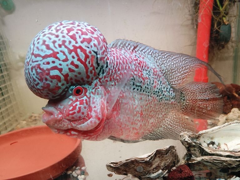 泰金羅漢魚，泰金羅漢魚為什么這么受歡迎