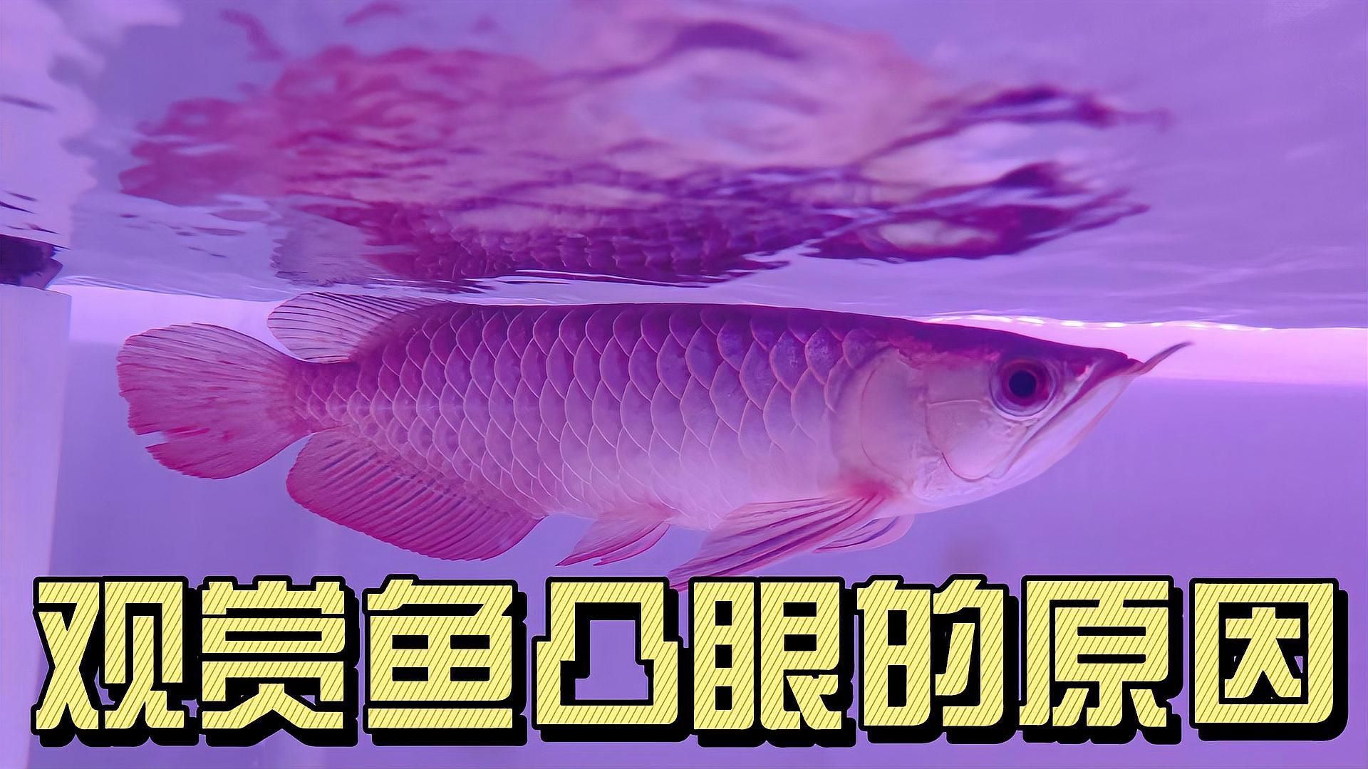 龍魚眼睛凸起會死嗎，龍魚眼睛凸起多久會死，魚眼睛外凸的三大原因及解決方法