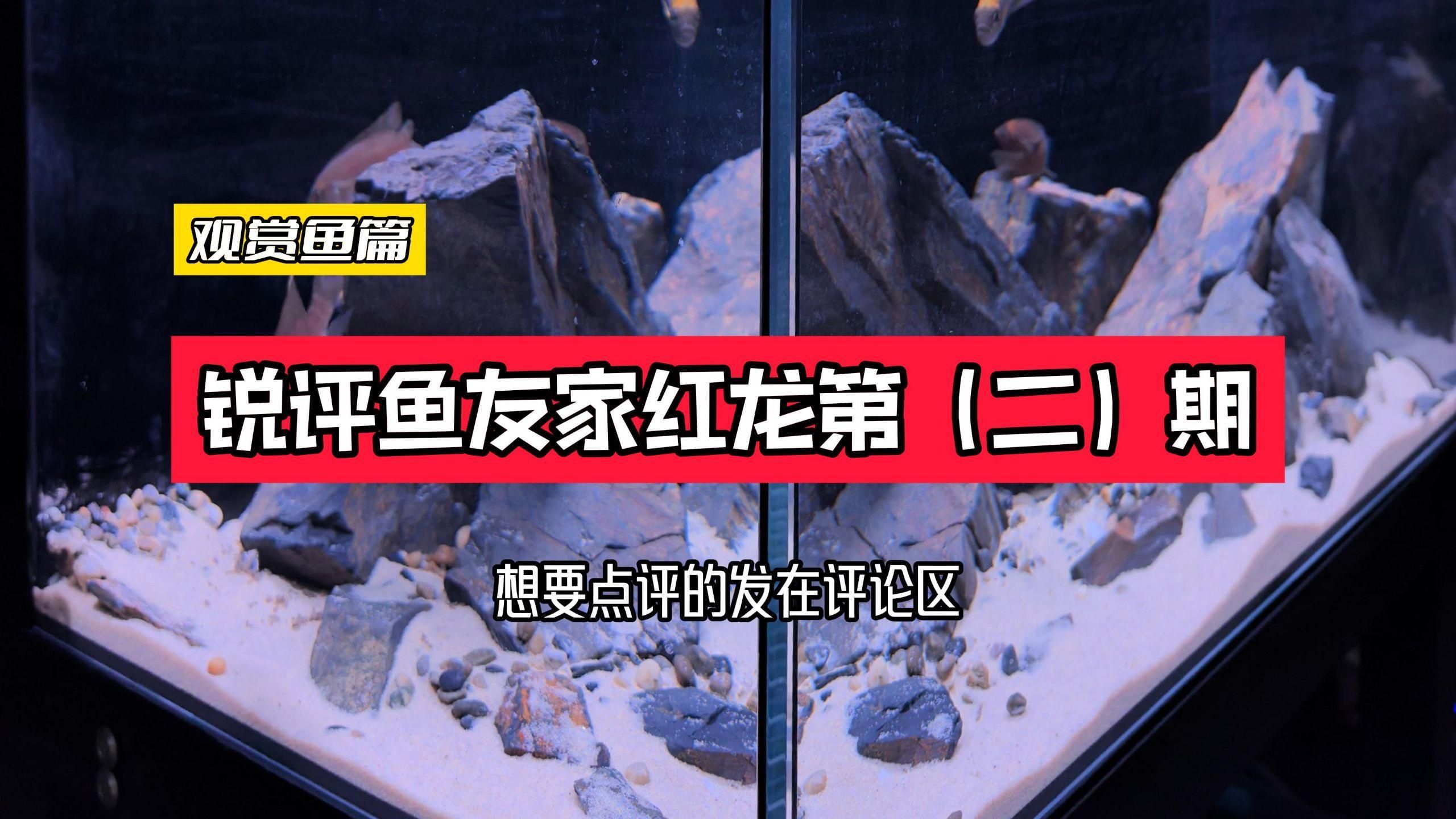 如何判斷紅龍魚的品相和等級，如何判斷紅龍魚的品種？