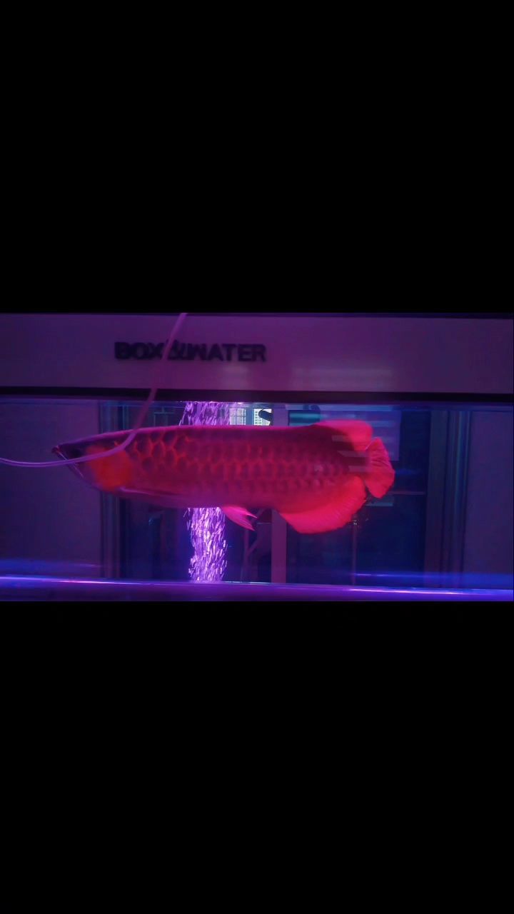 龍魚，魚，又稱紅龍、金龍或錦鯉，是觀賞魚中的一種顏色和優雅的體態