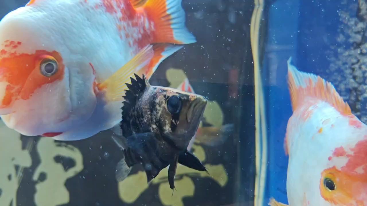 有大神幫忙看看什么問題嗎？，虎魚身上一塊塊白色的是什么問題