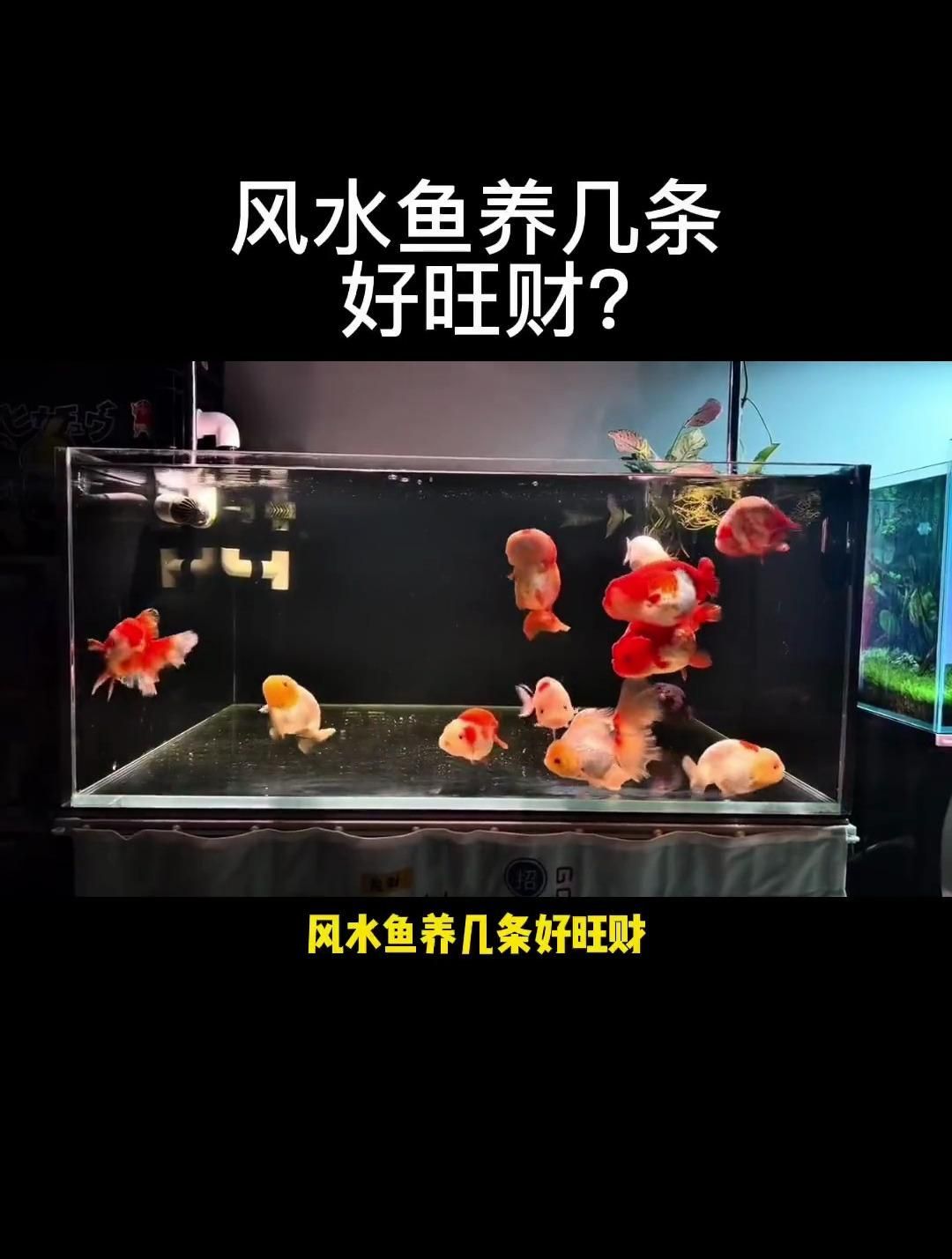 風水魚養幾條，風水魚養幾條最旺財
