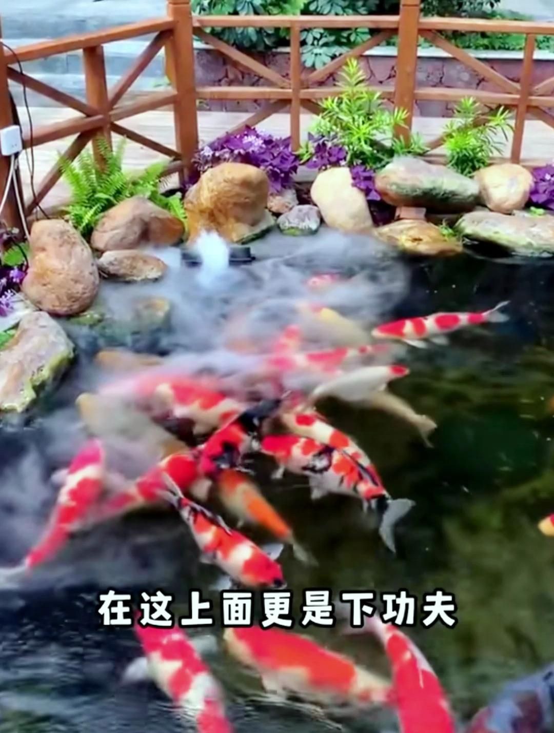 風水魚養幾條，風水魚養幾條最旺財