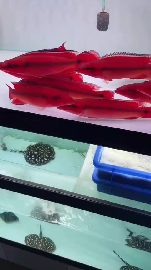 胭脂孔雀龍魚有哪些品種特點？，如何區分胭脂孔雀龍魚的性別？