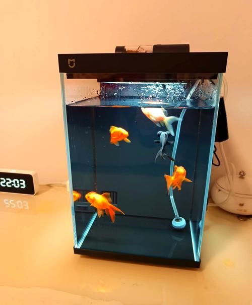 能否推薦幾款適合新手的魚缸，新手養魚必備魚缸推薦