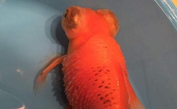 提供幾張豎鱗病的圖片,如何判斷魚患有豎鱗病 龍魚百科 第5張 提供幾張豎鱗病的圖片,如何判斷魚患有豎鱗病 提供幾張豎鱗病的圖片,如何判斷魚患有豎鱗病 龍魚百科 第5張