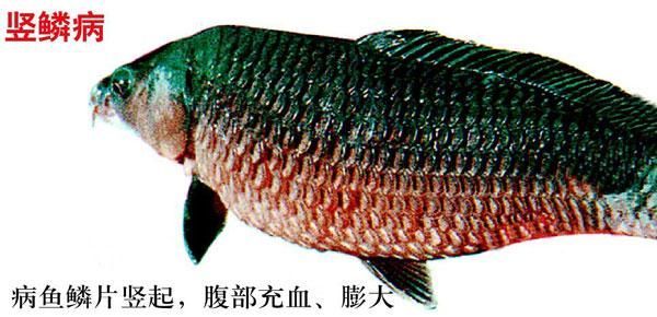 提供幾張豎鱗病的圖片,如何判斷魚患有豎鱗病 龍魚百科 第3張 提供幾張豎鱗病的圖片,如何判斷魚患有豎鱗病 提供幾張豎鱗病的圖片,如何判斷魚患有豎鱗病 龍魚百科 第3張
