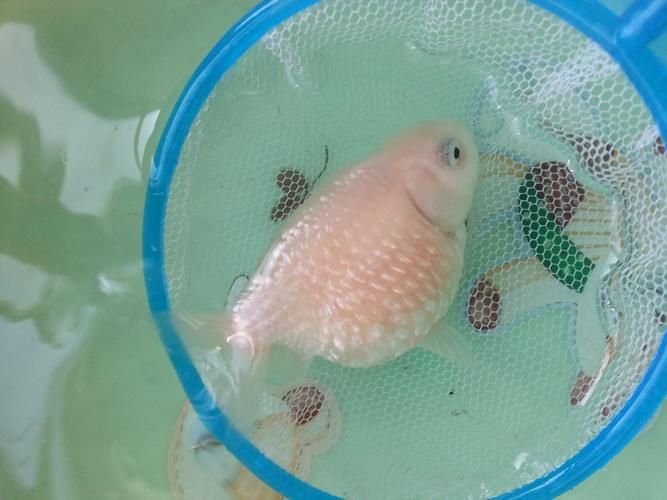 提供幾張豎鱗病的圖片,如何判斷魚患有豎鱗病 龍魚百科 第10張 提供幾張豎鱗病的圖片,如何判斷魚患有豎鱗病 提供幾張豎鱗病的圖片,如何判斷魚患有豎鱗病 龍魚百科 第10張