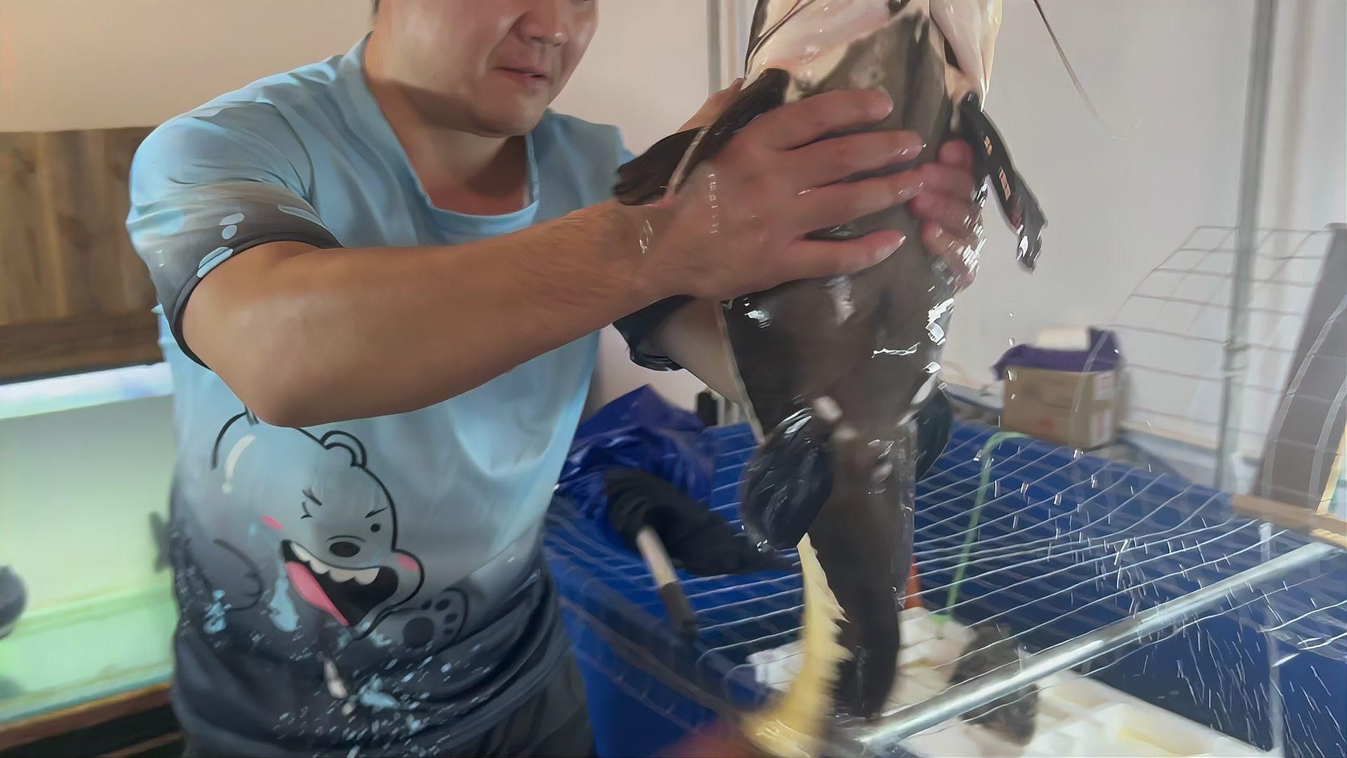 招財貓魚混養(yǎng)需要多大的魚缸，招財貓和什么魚混養(yǎng)最好