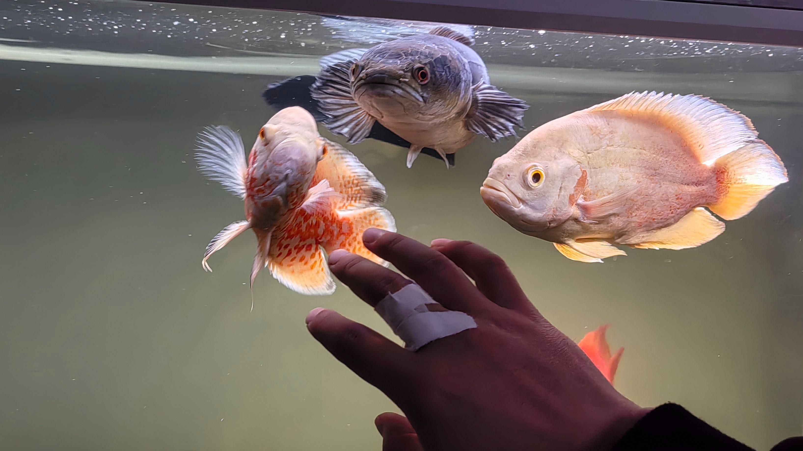 招財貓魚混養需要多大的魚缸，招財貓和什么魚混養最好