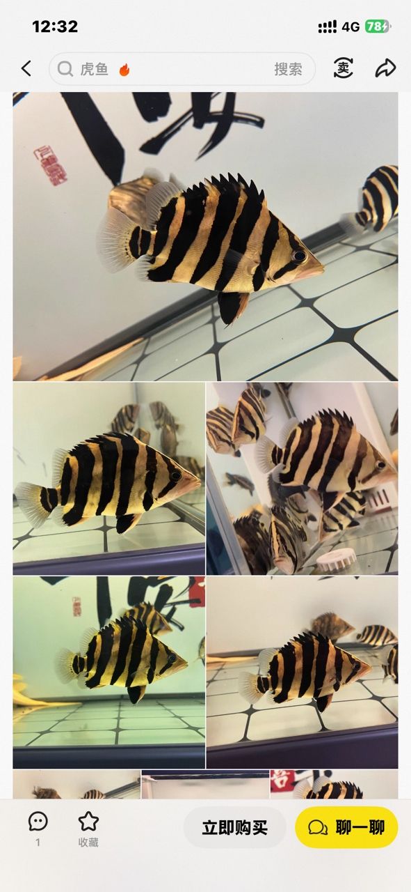 虎魚挑選，虎魚的選擇指南