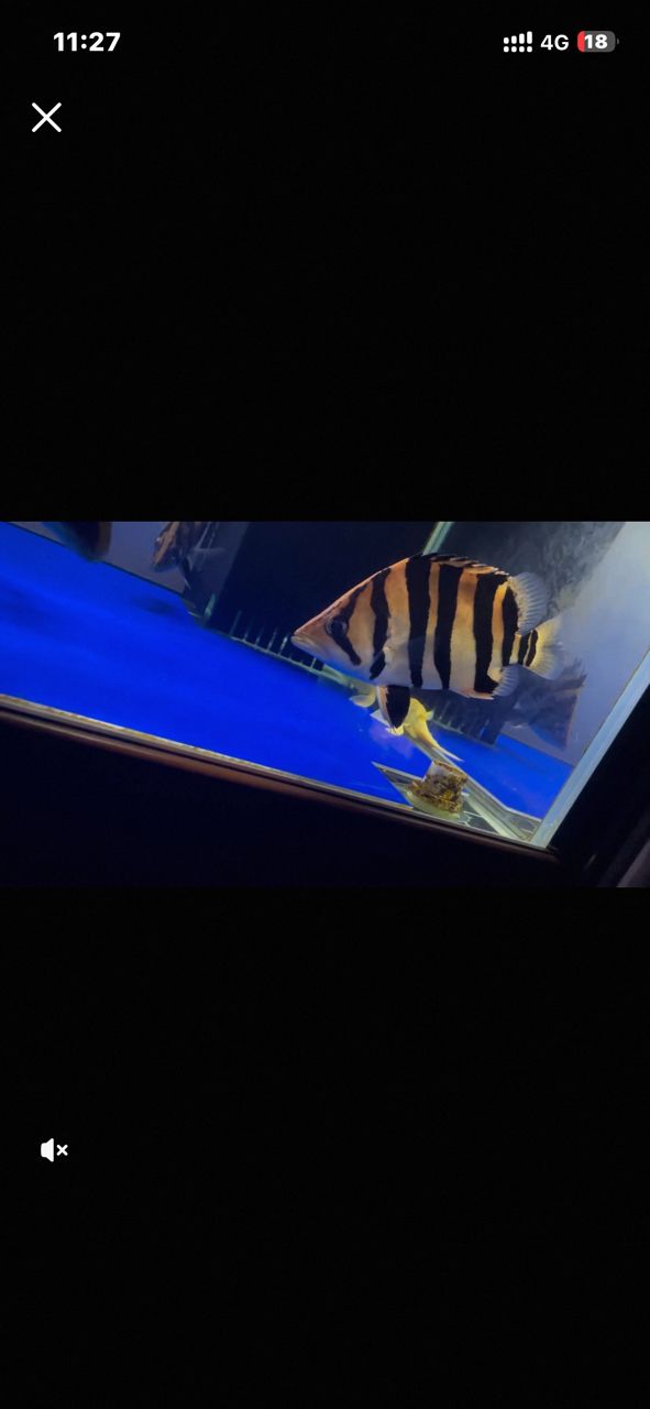虎魚挑選，虎魚的選擇指南
