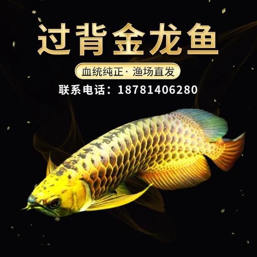 金頭金龍魚幼魚如何護理，金頭金龍魚養殖全攻略 金頭金龍魚幼魚如何護理，金頭金龍魚養殖全攻略 龍魚百科 第2張
