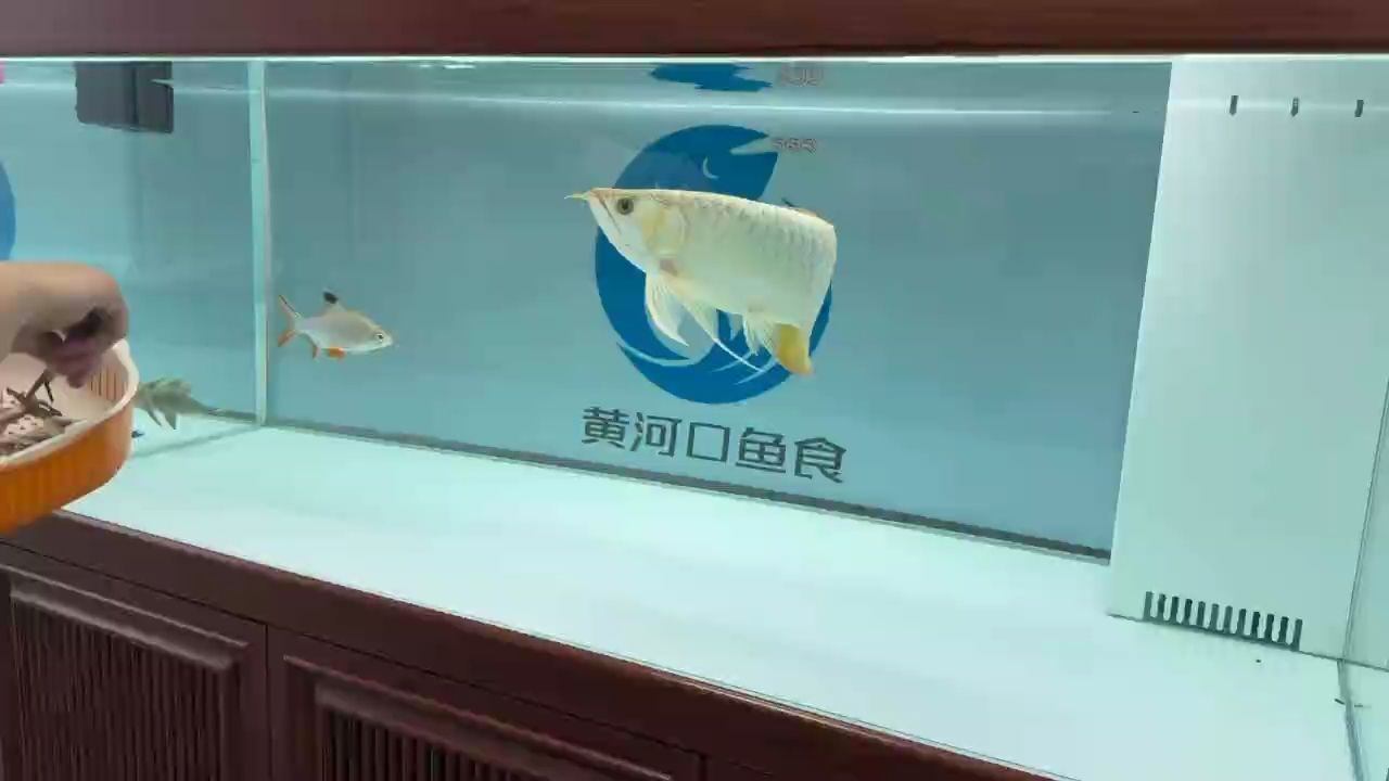 超級無敵大胸鰭，硬骨大扇尾，狀態杠杠滴！，超級無敵大胸鰭硬骨大扇尾，狀態杠杠滴，