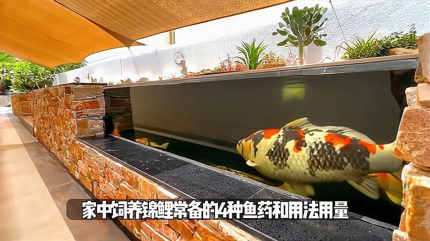 有哪些藥物可以治療爛尾爛鰭病，養魚人公認的“五件套”是治療爛尾爛尾爛鰭的“基礎藥”