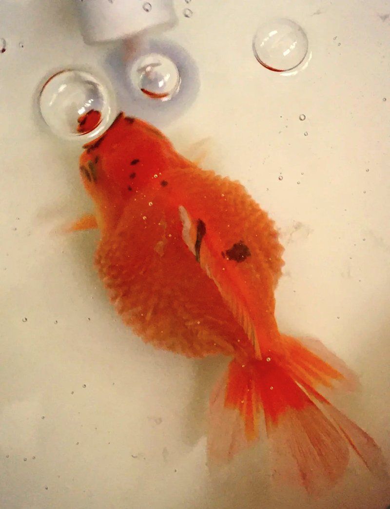 治療金魚炸鱗需要多長時間，金魚炸鱗期間需要停食嗎