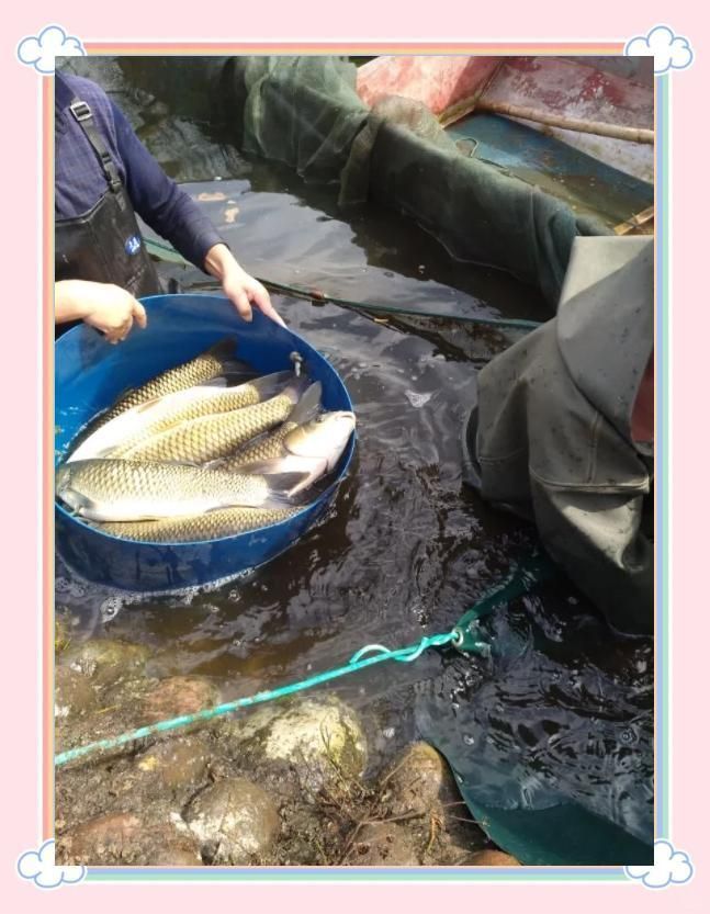魚鰓爛病有哪些治療方法，如何治療魚鰓爛病