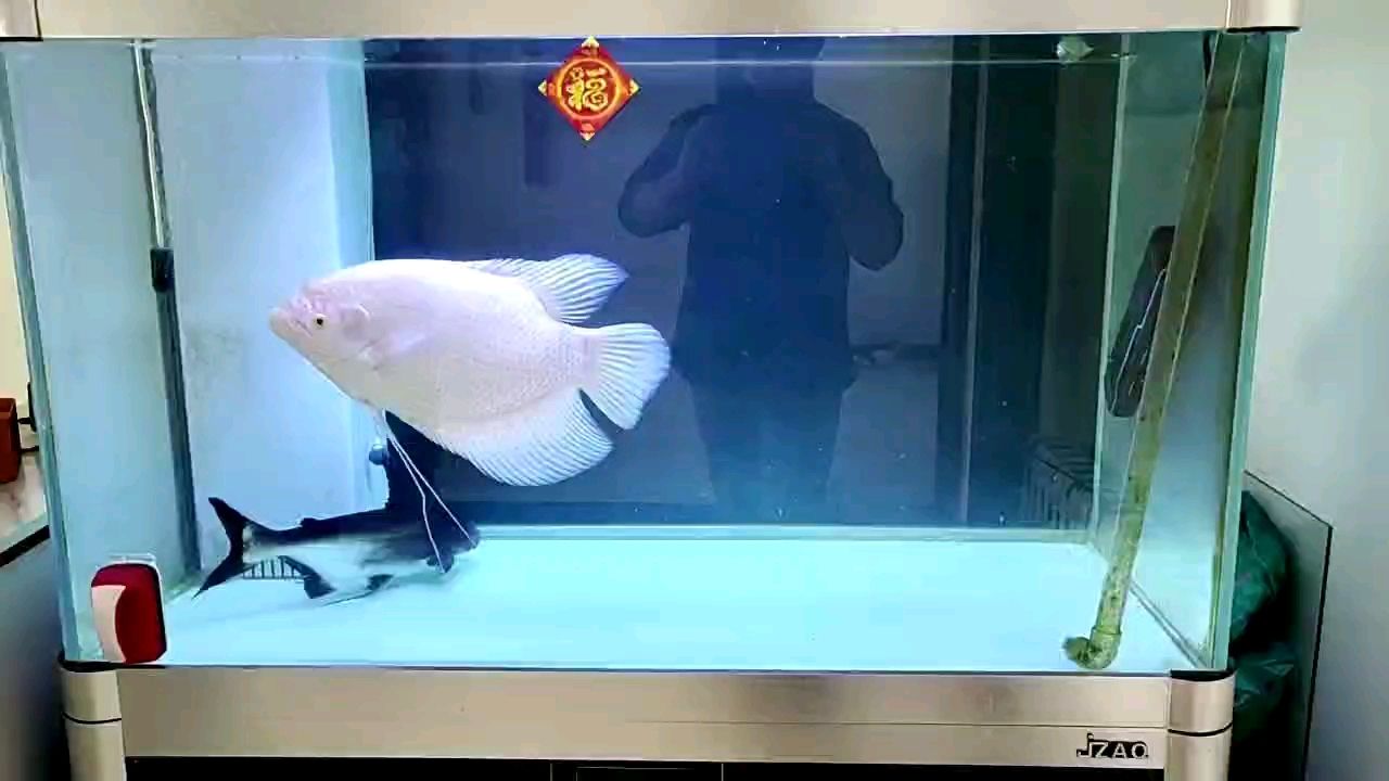 破玩意都50了，其他魚(yú)都被吃光了，破玩意50了，其他魚(yú)都被吃光了，