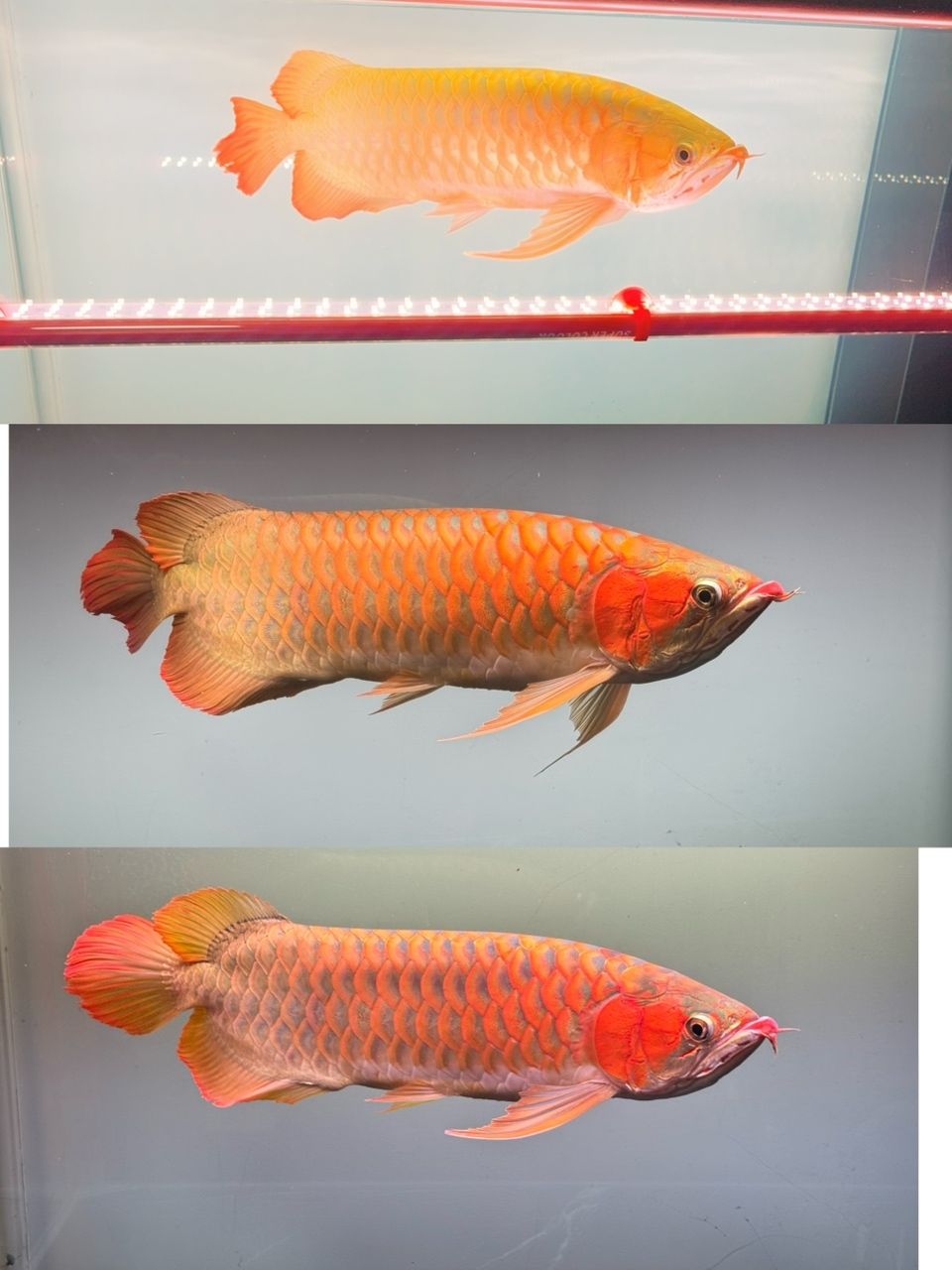 發色效果，_人見人愛評論：發色效果的影響因素及其對個人形象的影響