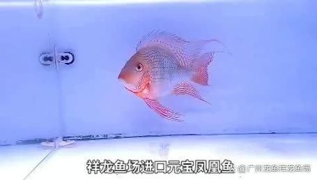 祥龍魚場的元寶鳳凰魚價格是多少？，祥龍魚場元寶鳳凰魚價格