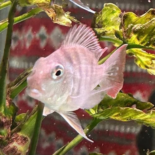 祥龍魚場的元寶鳳凰魚價格是多少？，祥龍魚場元寶鳳凰魚價格