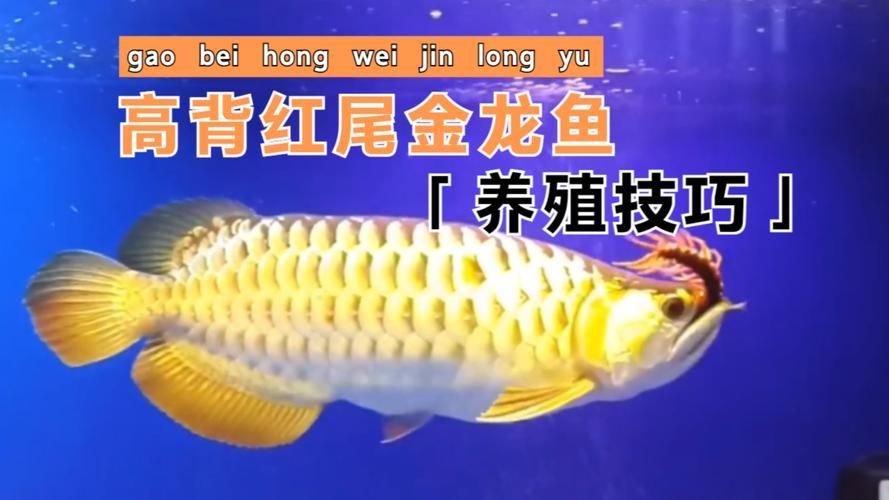 給我一些高背紅尾金龍魚的圖片，高背紅尾金龍魚的市場價格是多少