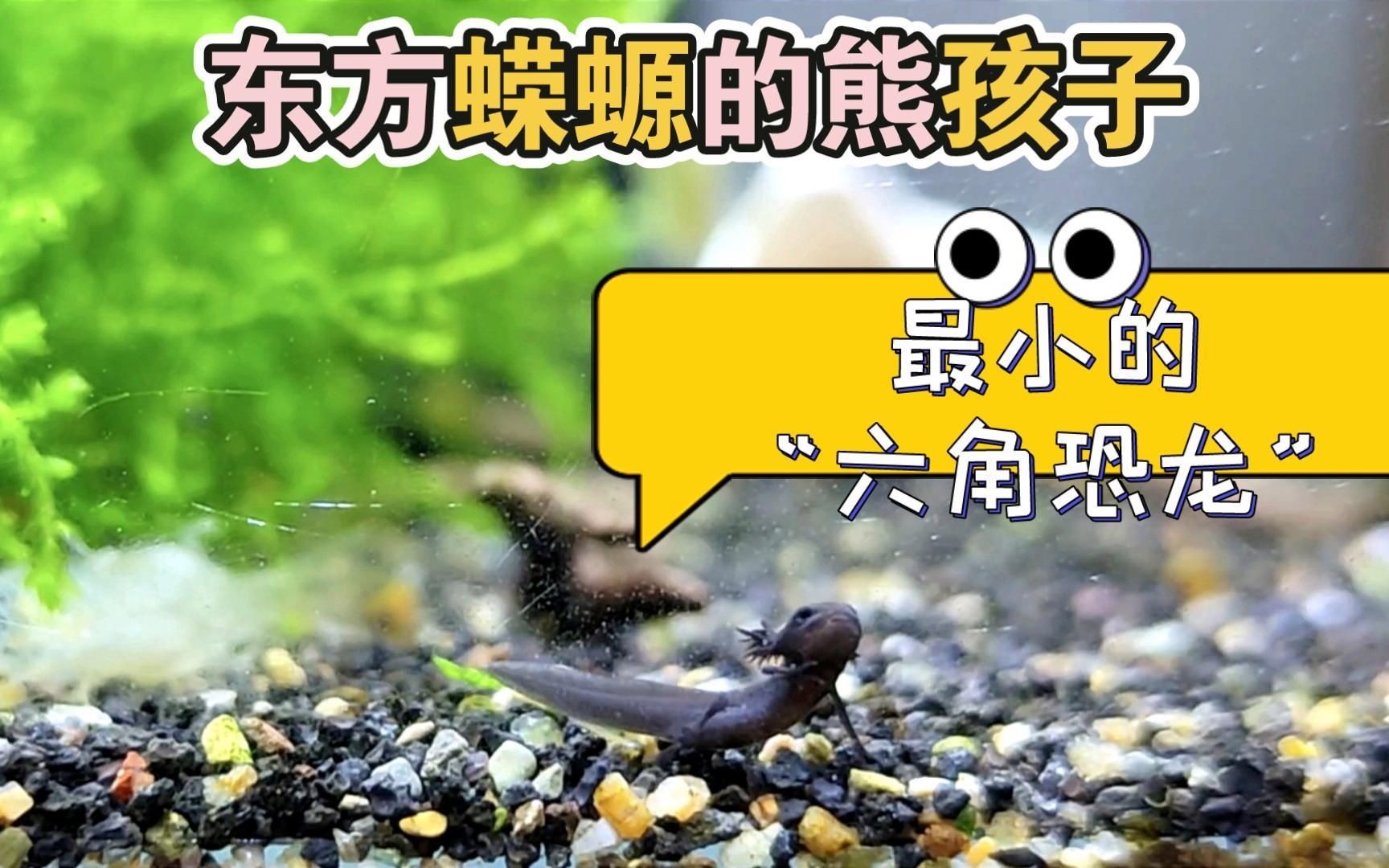 如何區(qū)分蠑螈和大鯢的幼體
