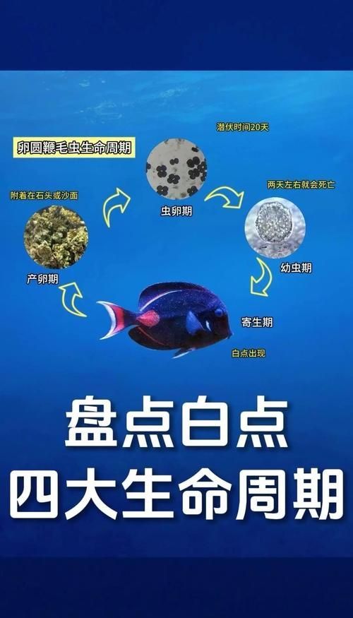 有哪些天然方法可以治療白點病，淡水觀賞魚寄生蟲病的天然治療方法（1000字和配圖）