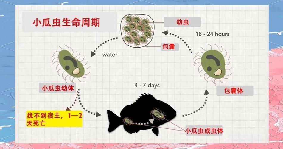 有哪些天然方法可以治療白點病，淡水觀賞魚寄生蟲病的天然治療方法（1000字和配圖）