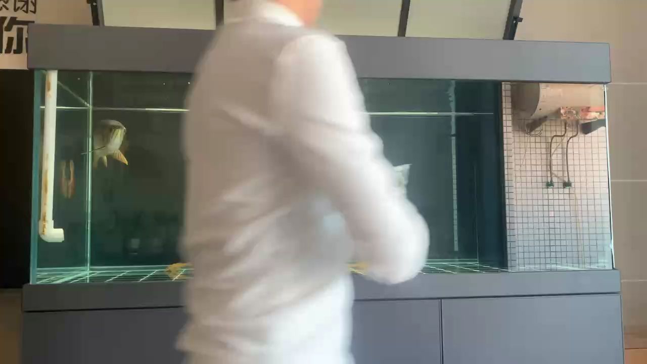 金龍喂食，金龍魚喂養注意事項