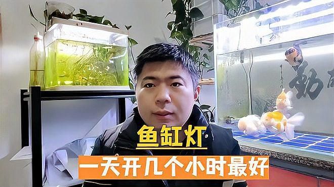 魚缸燈多久開一次合適，魚缸燈開閉頻率取決于多種因素，