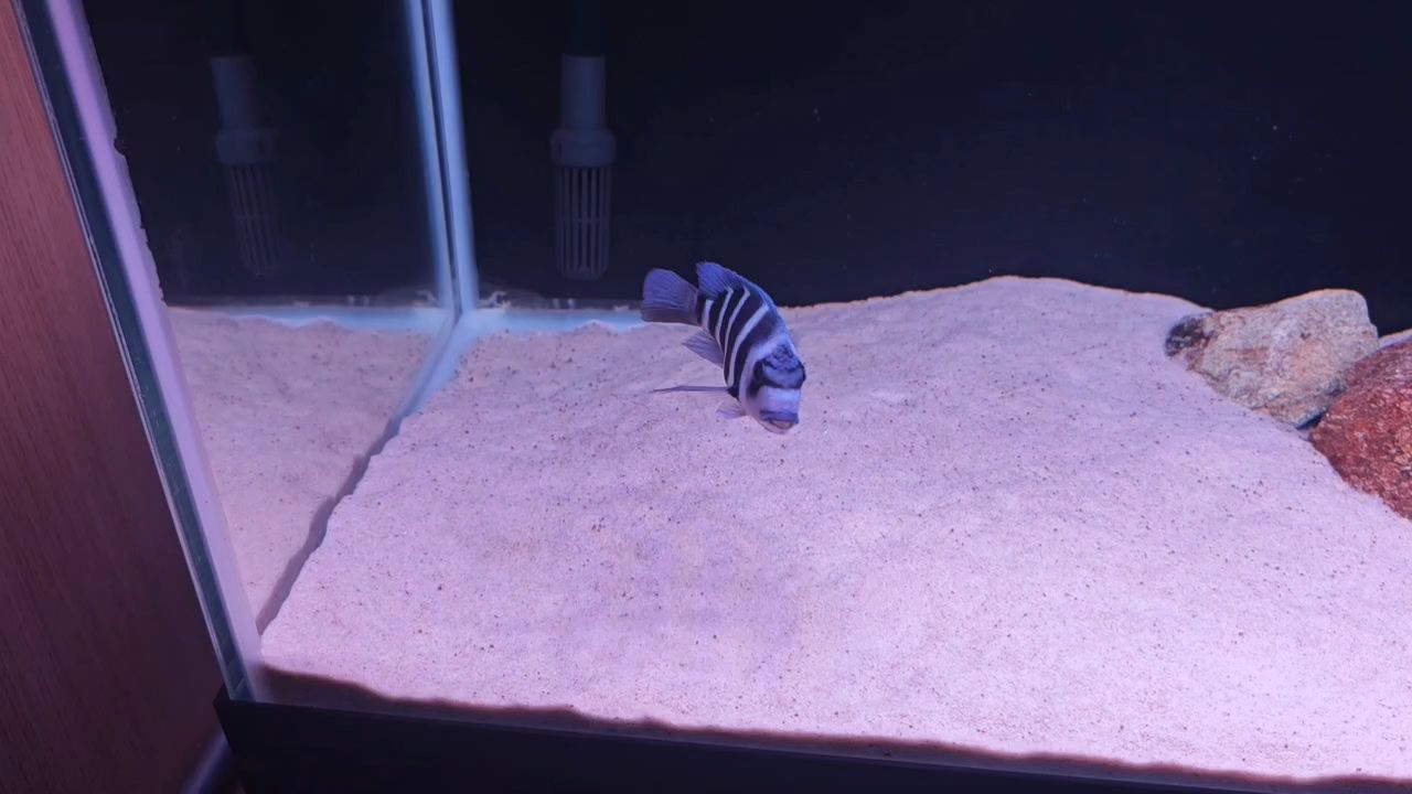 一缸小雜魚，**生態系統中的作用與重要性