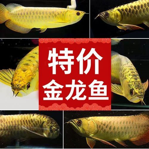 印尼紅龍哪個(gè)品種最稀有，印尼紅龍中最稀有的品種是辣椒紅龍，印尼紅龍哪個(gè)品種最有價(jià)值