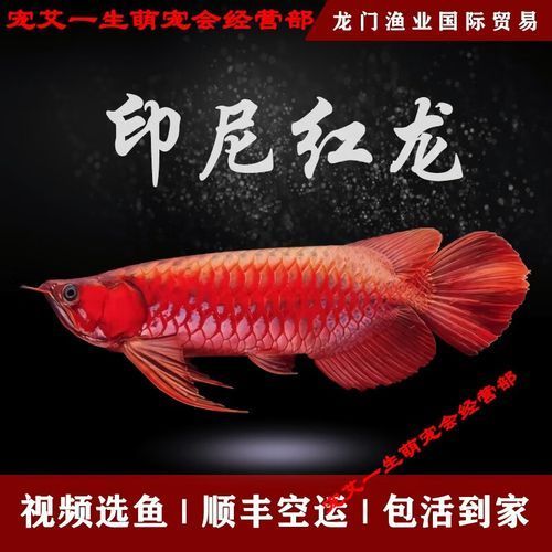 印尼紅龍哪個(gè)品種最稀有，印尼紅龍中最稀有的品種是辣椒紅龍，印尼紅龍哪個(gè)品種最有價(jià)值