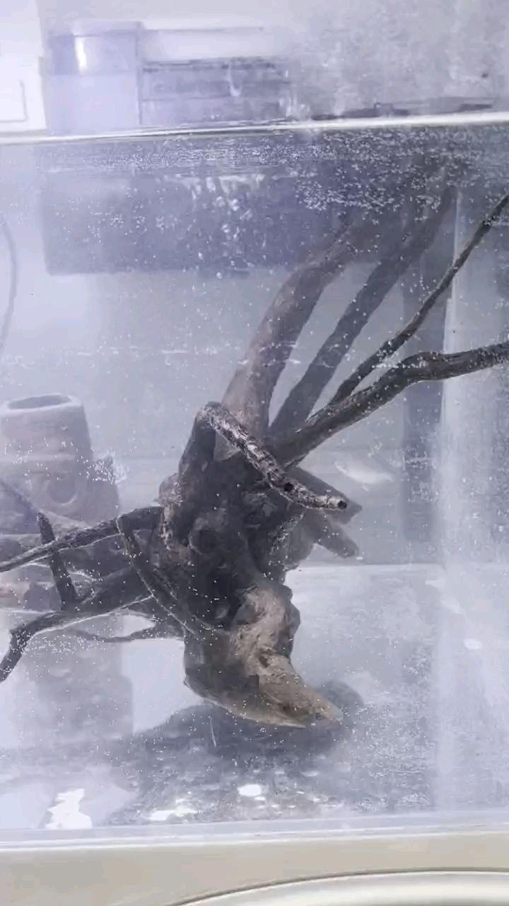這是啥魚啊？家邊小溪邊抓的，家邊小溪邊捕捉到一條奇特的魚類的經歷