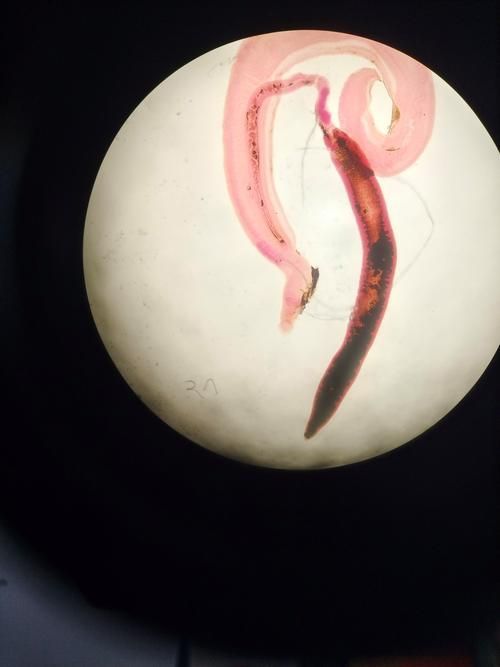 龍魚和魟魚有哪些常見寄生蟲？，觀賞魚寄生蟲防治