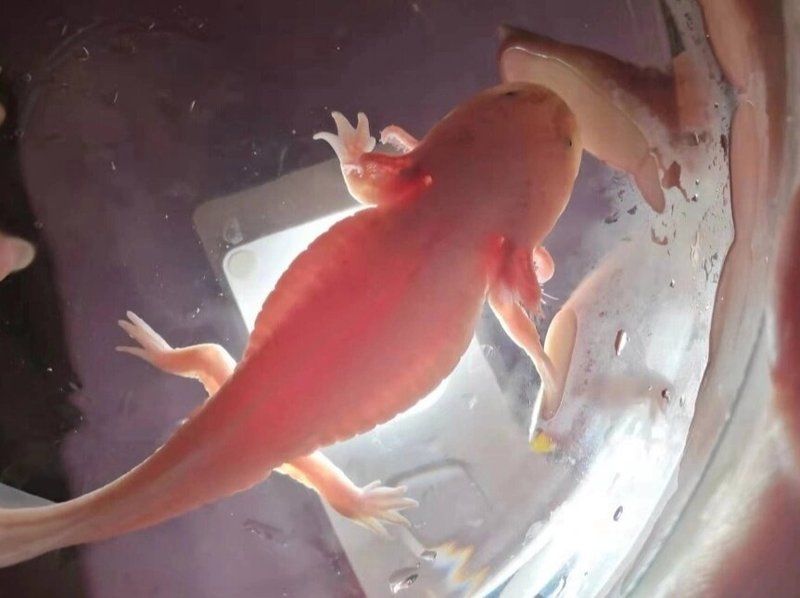 有哪些成功治愈的龍魚(yú)腹水案例，如何判斷龍魚(yú)腹水是否好轉(zhuǎn)